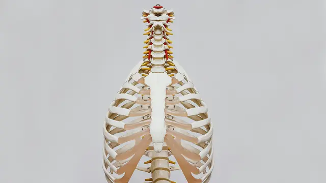 Bone