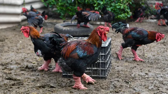 Dong Tao, Ayam Berkaki Besar yang Jadi Sajian Lezat nan Mewah di Vietnam