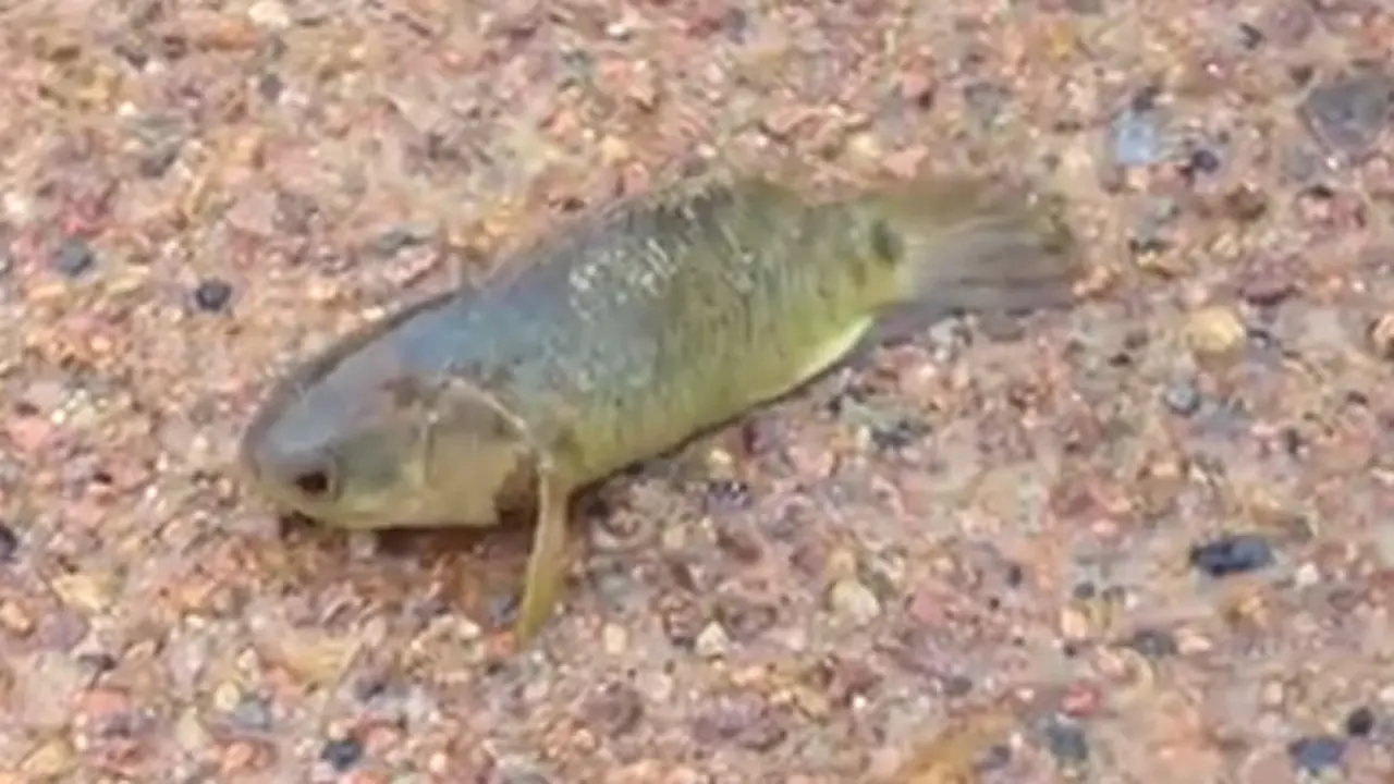 Ikan yang Bisa Berjalan di Daratan