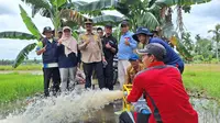 Produktivitas dan IP Padi di Desa Rokan Baru Pesisir Meningkat Berkat Optimalisasi Lahan Kementan