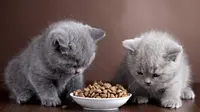 Pawrents Wajib Tahu! Ini Snack Kucing Kaya Nutrisi yang Disukai Banyak Anabul