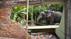 Seekor gajah menghancurkan rumah saat penggusuran di Suaka Margasatwa Amchang, Assam, India (27/11). Pasukan keamanan India mengerahkan gajah untuk menggusur sejumlah rumah ilegal di kawasan tersebut. (AP Photo/Anupam Nath)