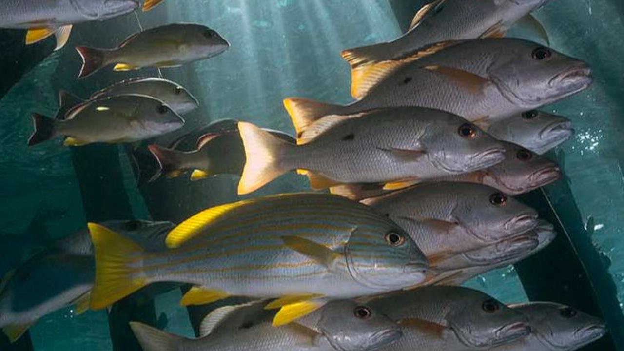 Destinasi ini memiliki kekayaan dan keunikan spesies yang tinggi dengan ditemukannya 1.318 jenis ikan, 699 jenis moluska (hewan lunak), dan 537 jenis terumbu karang. Lillian Suwanrumpha / AFP