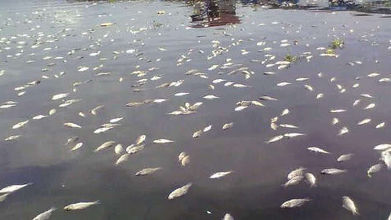 Diduga tercemar limbah sawit, ikan dan udang di Meulaboh mati