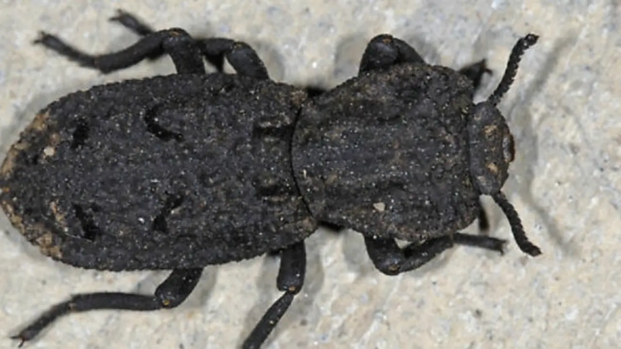 Kumbang Phloeodes Diabolicus Ini Disebut Tak Mati Dihantam Mobil.