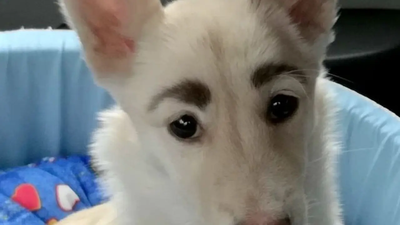 anjing memiliki alis