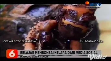 Deretan pohon bonsai kelapa ini milik Zainuri, seorang mantan TKI warga Desa Candimulyo, Kabupaten Madiun, Jawa Timur. Tanaman kelapa yang dikerdilkan ini tumbuh subur di sejumlah media tanam seperti toples dan pot.