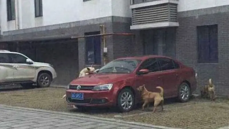 Begini Jadinya Jika Kumpulan Anjing Jalanan Amuk Mobil Sedan