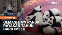 Gemas! Puluhan Bayi Panda Rayakan Tahun Baru Imlek