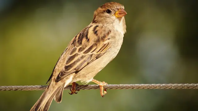 Ilustrasi burung