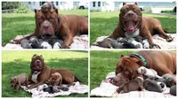 Anak Anjing 'Hulk' Bernilai Rp 6 Miliar