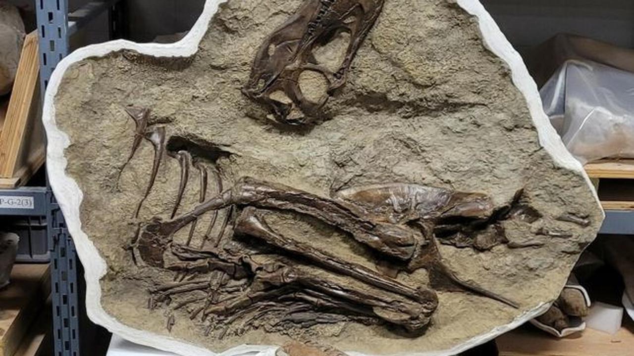 Melansir dari kanal Science Alert, peneliti dari Universitas Calgary berhasil temukan fosil dinosaurus berusia 75 juta tahun yang terawetkan di dalam batu.