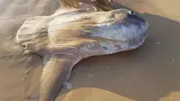 Ikan matahari (Mola mola) ditemukan terdampar di muara Sungai Murray, Australia Selatan. Penemunya mengira itu adalah kayu yang mengambang. (Linette Grzelak)
