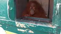 Orangutan Sumatera (Istimewa)