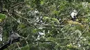 Kawanan monyet Surili Jawa (Presbytis Comata) saat mencari makan di pepohonan Taman Nasional Gunung Halimun Salak (TNGHS), Jawa Barat, Sabtu (5/1). Panjang tubuh individu jantan dan betina hampir sama. (Merdeka.com/Iqbal Nugroho)