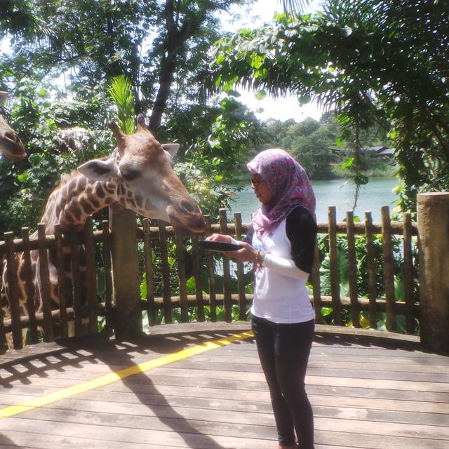 Plesir Ke Singapore Zoo River Safari Wisata Andalan Singapura Lifestyle Liputan6 Com