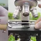 Penampakan Empedu Kambing Dilihat dari Mikroskop (Sumber: Youtube/LIC Experiment)