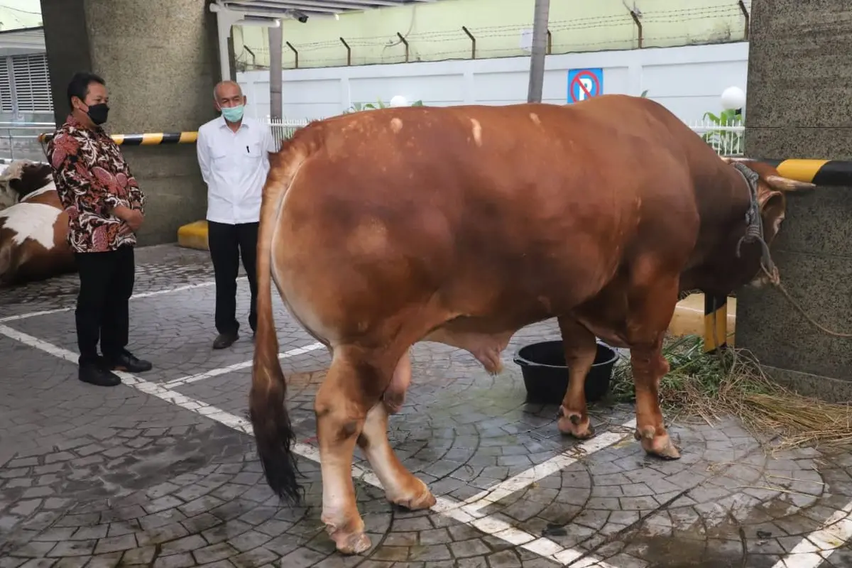 Menteri KKP Sakti Wahyu Trenggono berkurban seekor sapi limosin seberat 1,3 ton dalam Hari Raya Idul Adha. (Foto: Humas KKP)