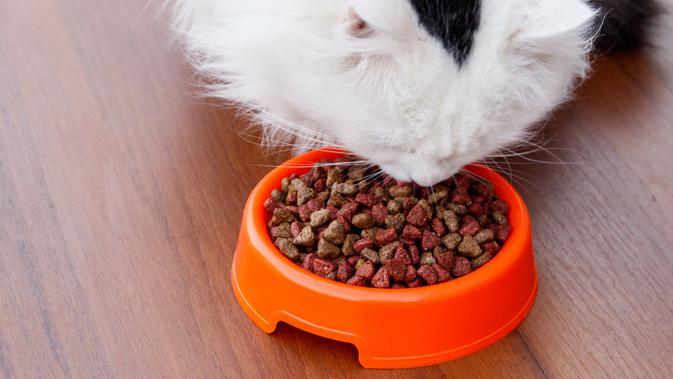 Daftar Harga Makanan Kucing Berbagai Ukuran Terbaru Banyak