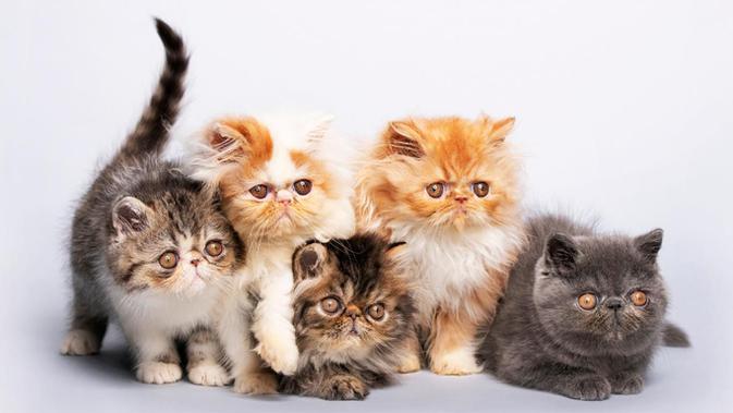 10 Jenis jenis Kucing yang Banyak Dipelihara di Rumah 