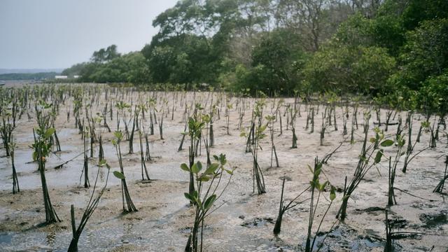Dalam upaya melestarikan lingkungan, Akulaku Group menanamkan sebanyak 1.001 bibit mangrove di Teluk Benoa, Kabupaten Badung, Bali dalam kampanye yang bertajuk #AkuHijaukanIndonesia.