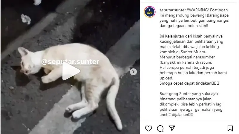 Viral Puluhan Kucing Mati di Sunter, Pemprov DKI Turun Tangan - News  Liputan6.com