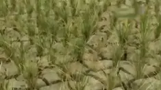 (Liputan 6 TV)