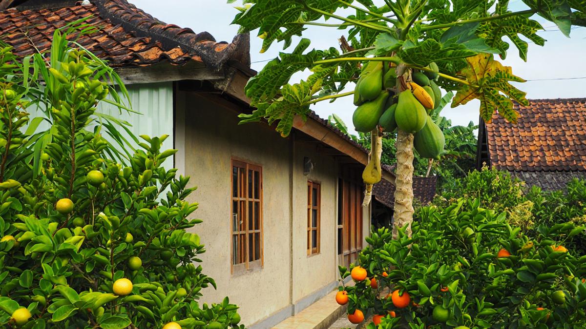 16 Tanaman Buah Mini untuk Rumah Kecil di Dalam Gang, Tetap Produktif dan Hemat Lahan