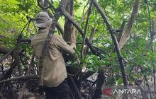 BRIN dan UGM Dorong Perlindungan Mangrove Langka Teluk Balikpapan