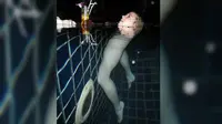 Heboh Foto Wanita 'Tanpa Tubuh' Berenang di Kolam Renang