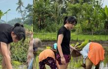 5 Pesona Menawan Sintya Marisca Jadi Petani Dadakan, Jor-Joran Bantu Ibu-Ibu Menanam Padi di Sawah
