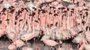 Kawanan flamingo berdiri di sebuah danau di Navi Mumbai pada Kamis (14/5/20220). Burung-burung yang bermigrasi biasa mendatangi Mumbai setiap tahun ini tiba dalam jumlah besar setelah pemerintah India menerapkan kebijakan lockdown. (Photo by Punit PARANJPE / AFP)