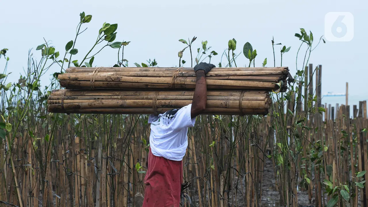PLN Nusantara Tanam 5.000 Mangrove di Ecomarine Muara Angke