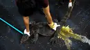 Pekerja menangkap biawak yang ditemukan di Taman Lumpini, Bangkok, Thailand, Selasa (20/9). Proses penangkapan biawak sepanjang hampir 2 meter itu menjadi perhatian pengunjung taman. (REUTERS / Athit Perawongmetha)