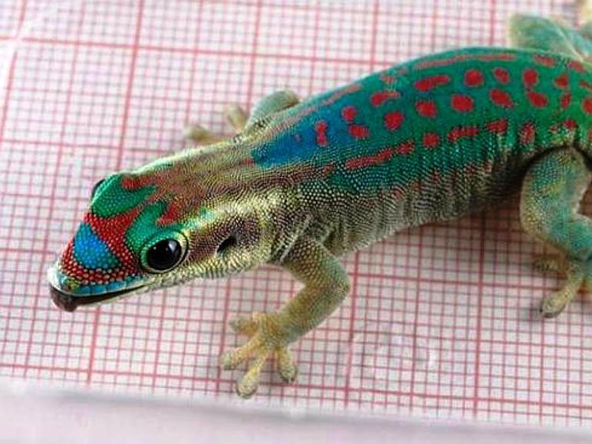 Kate geckos. Елочка геккон. Оригами геккон.