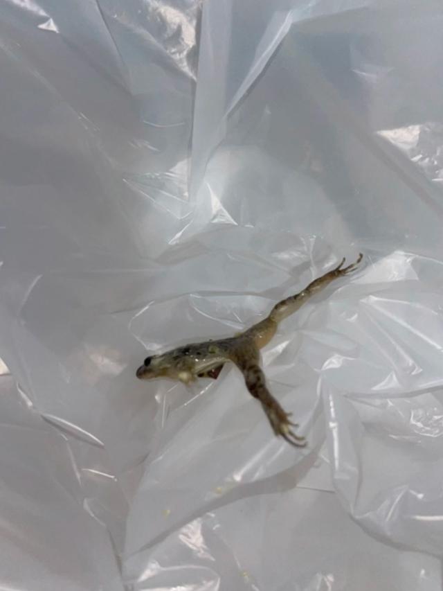 Bikin Gak Nafsu Makan, Wanita Ini Temukan Katak Mati di Dalam Tumisan Bayam