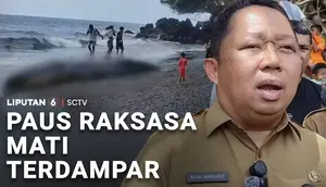 Paus Raksasa Mati Terdampar
