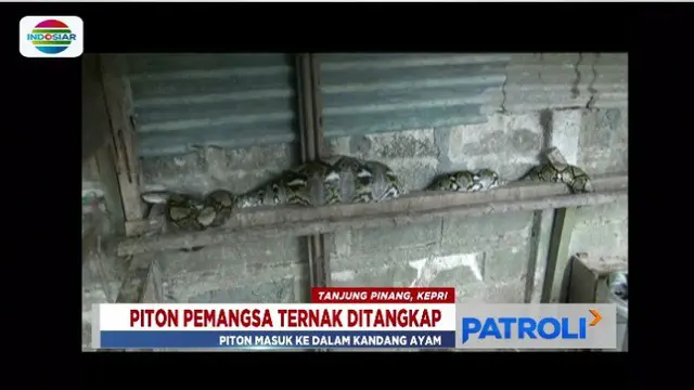 Ular Piton Mangsa Hewan Ternak di Kepri