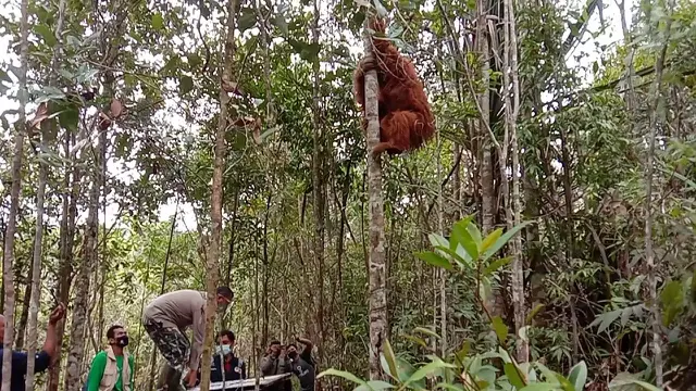 Orang utan tapanuli