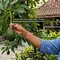 Arti Warna Tangkai pada Alpukat, Penanda Buah Siap Dimakan atau Belum
