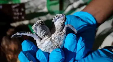 Bayi Penyu dengan dua kepala ditunjukkan petugas Scuba Junkie S.E.A.S di Mabul Turtle Hatchery, Malaysia (18/7/2019). Seekor bayi penyu berkepala dua ditemukan di sarang tetas di Malaysia, penyu tersebut selamat hanya dalam hitungan hari kata kelompok satwa liar. (AFP Photo/Scuba Junkie S.E.A.S)