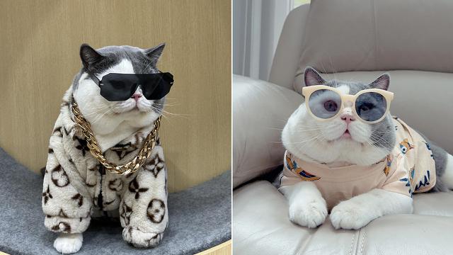 Ecan, si Kucing British Shorthair