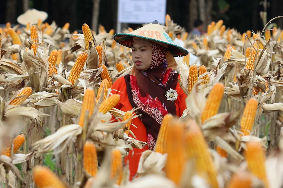 Panen Raya, Petani Tuban Hasilkan 33,7 Ton Jagung