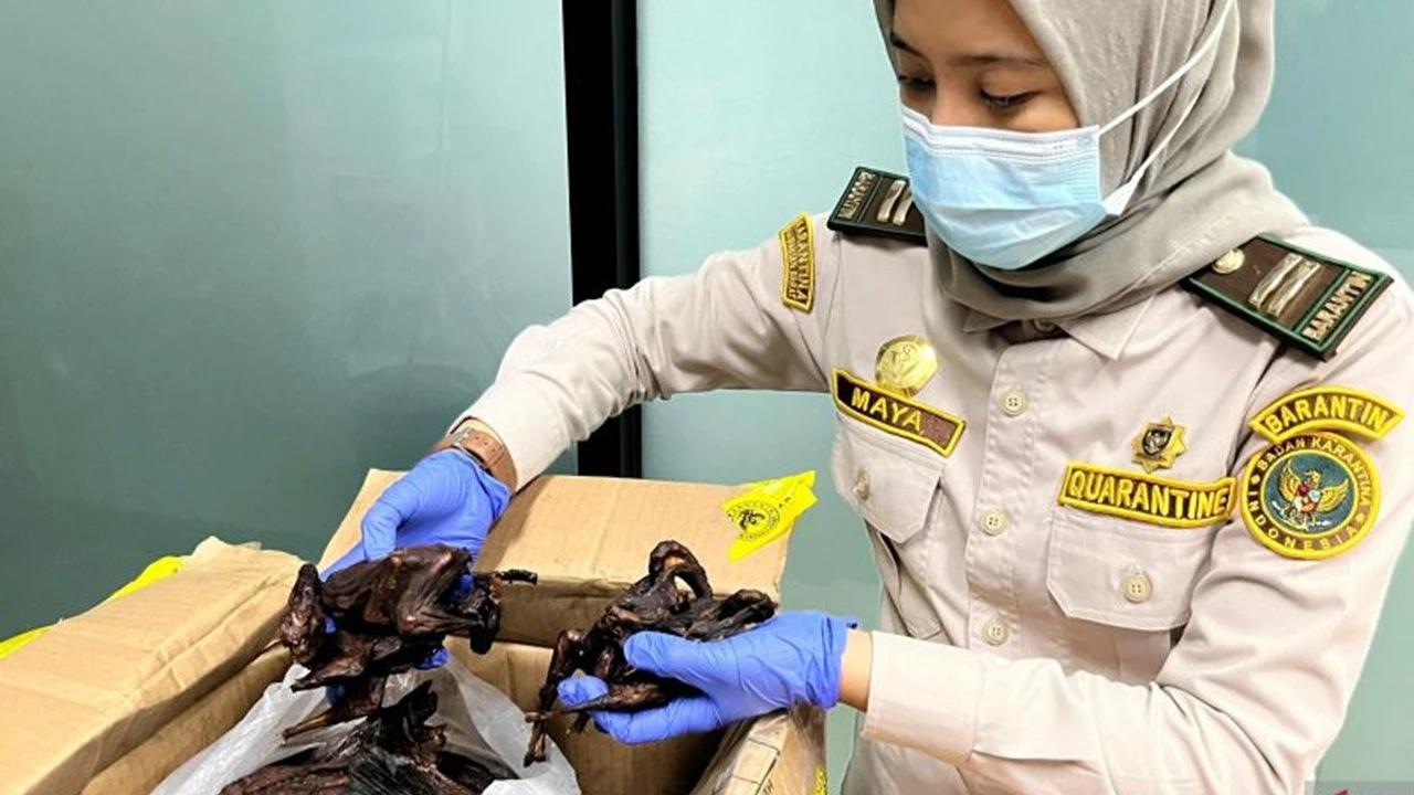 Daging Kelelawar Ilegal Diselundupkan di Tengah Waspada Virus Nipah, Ditumpuk Dalam Puluhan Kilo Ikan Asin