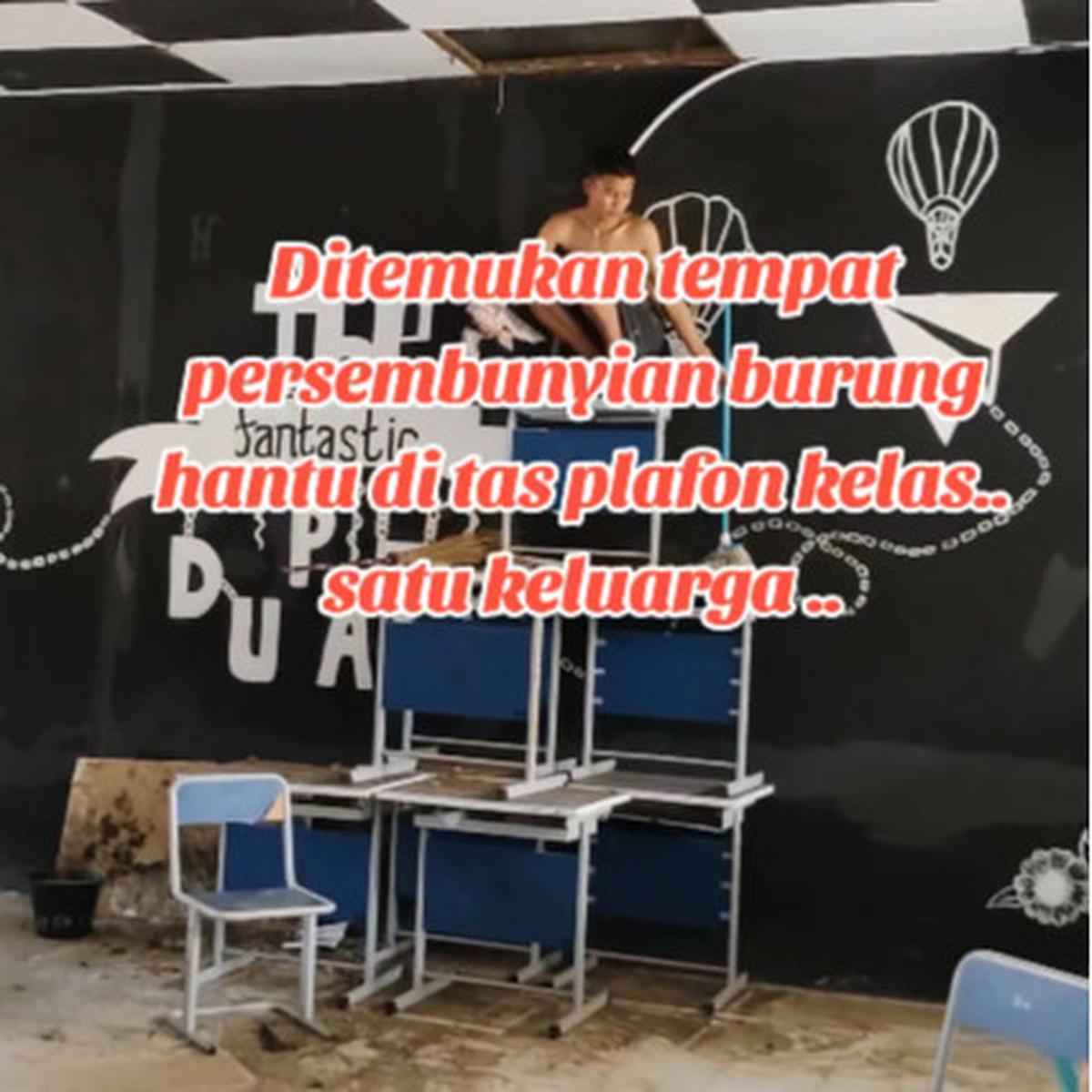 Viral Penemuan 10 Ekor Burung Hantu di Atap Kelas, Curi Perhatian
