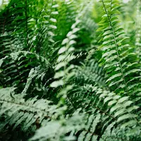 Pakis lemon button. (dok. Foto CHUTTERSNAP/Unsplash)