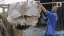 Selain itu, pedagang juga menjual kulit bedug dengan berbagai ukuran. (Liputan6.com/Herman Zakharia)