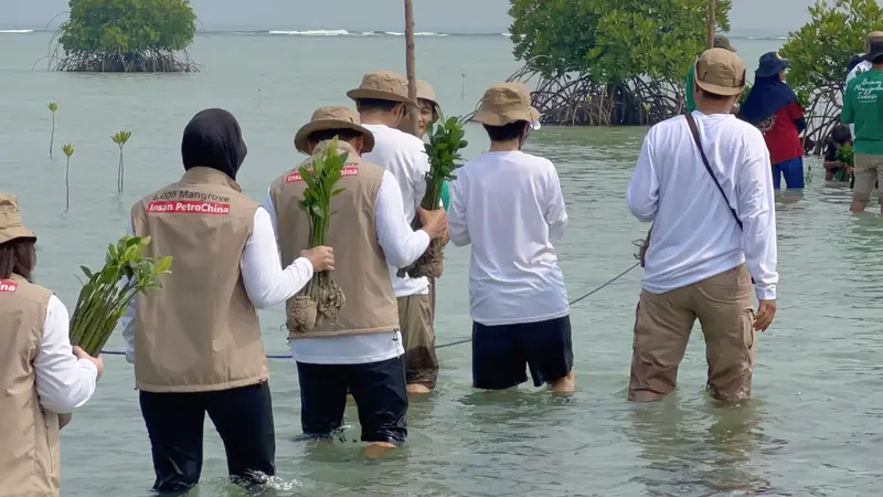 PetroChina International Jabung Ltd. (PCJL) melaksanakan program SKK Migas “One Two Trees” (one employee 2 trees) melalui donasi 5.000 bibit pohon mangrove yang ditanam di Pulau Pari, Kabupaten Kepulauan Seribu, pada Sabtu (14/10/2023). (Dok SKK Migas)