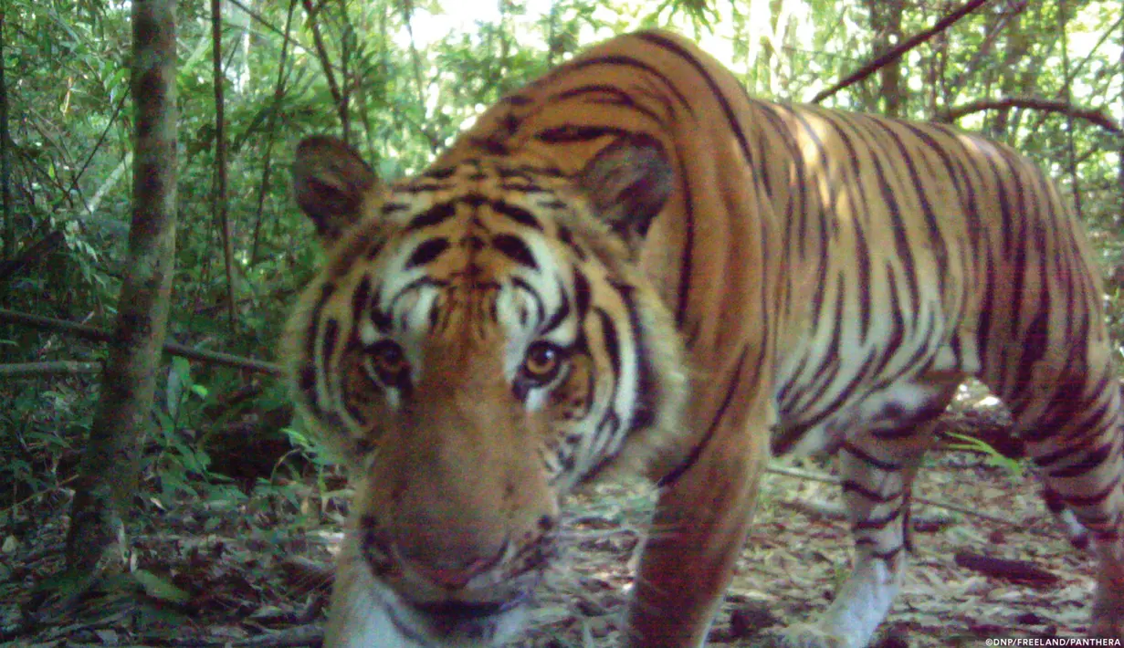 Harimau langka Indocina yang terancam punah ditemukan di taman nasional di Thailand timur, 28 Maret 2017. Harimau tersebut diketahui jenis harimau Indocina. (Thailand's Department of National Parks, Wildlife and Plant Conservation/Freeland via AP)