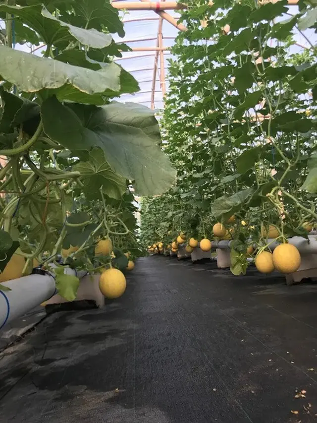Perkebunan Melon Rindu Farm dalam Greenhouse/Photo by Rindu Farm